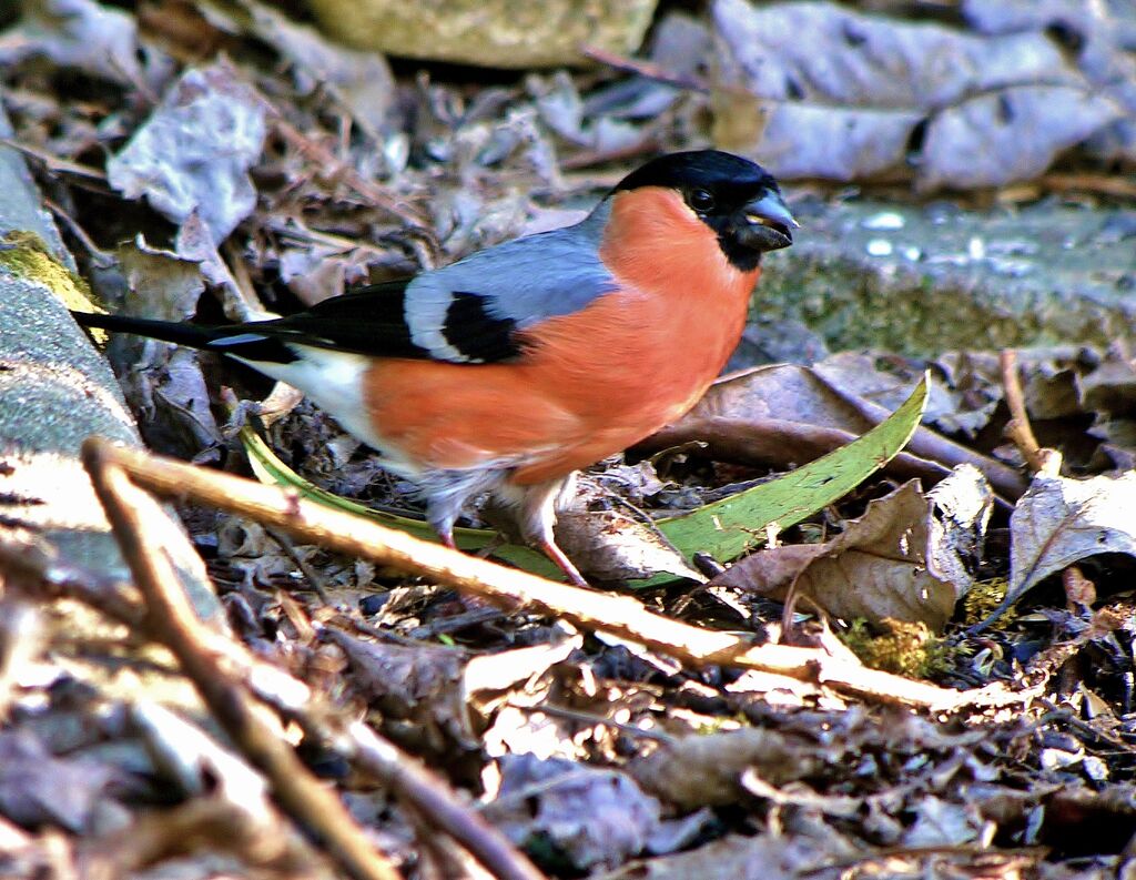 Eurasian Bullfinch male adult post breeding