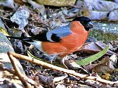 Eurasian Bullfinch