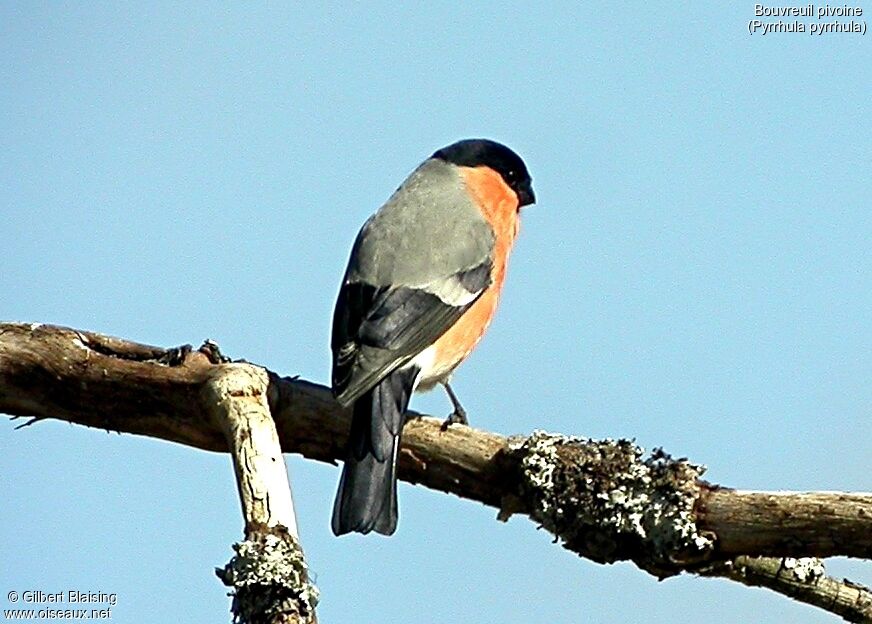 Eurasian Bullfinch