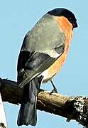 Eurasian Bullfinch