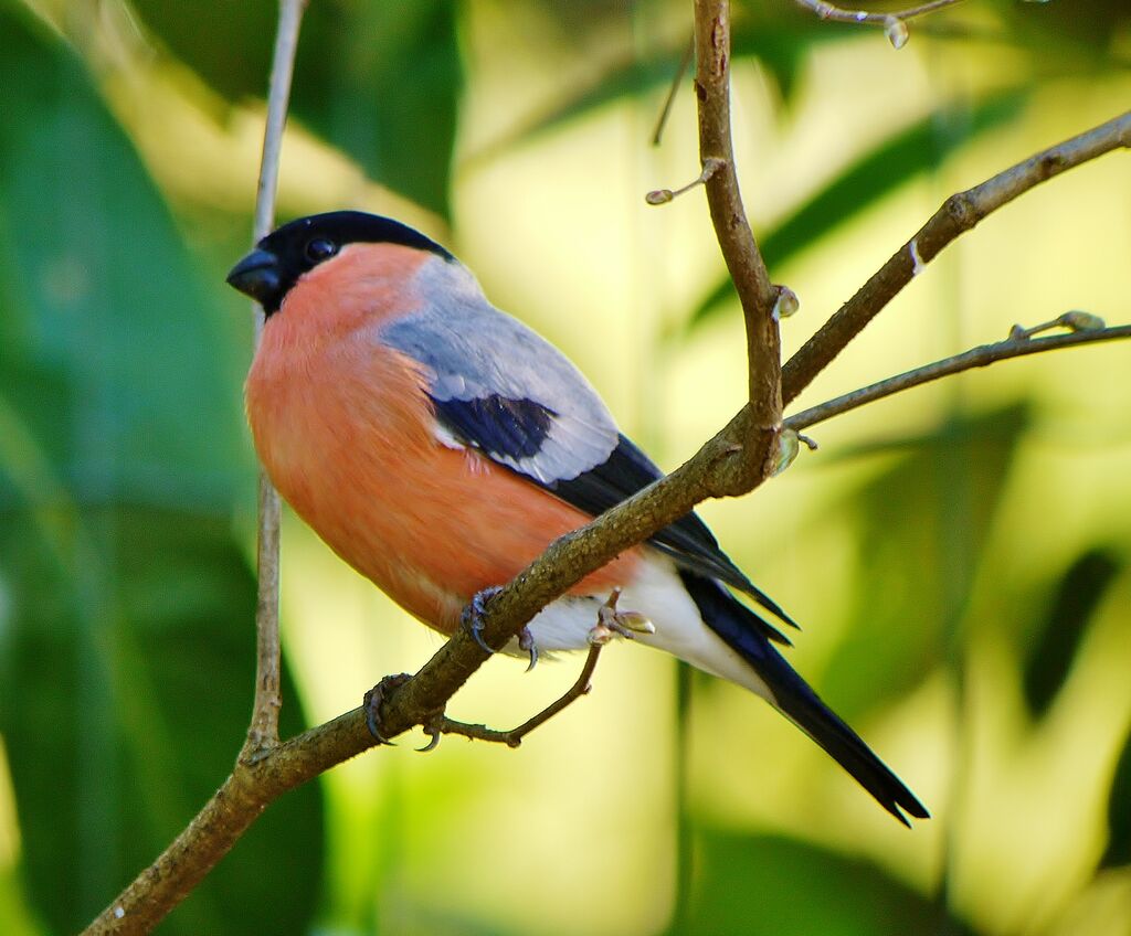 Eurasian Bullfinchadult post breeding