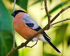 Eurasian Bullfinch