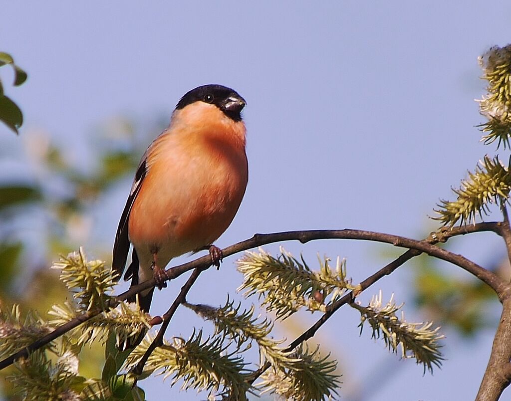 Eurasian Bullfinch male adult breeding, identification