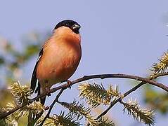 Eurasian Bullfinch