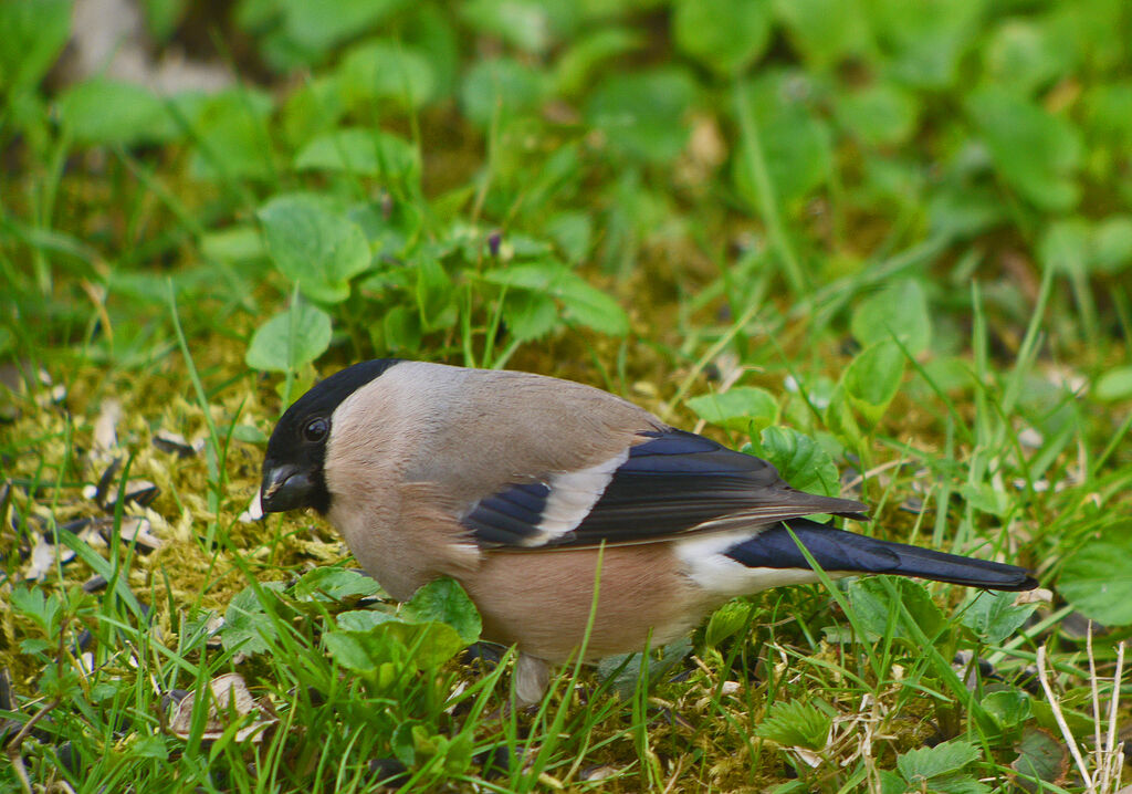 Eurasian Bullfinch female adult breeding, identification