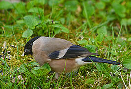 Eurasian Bullfinch