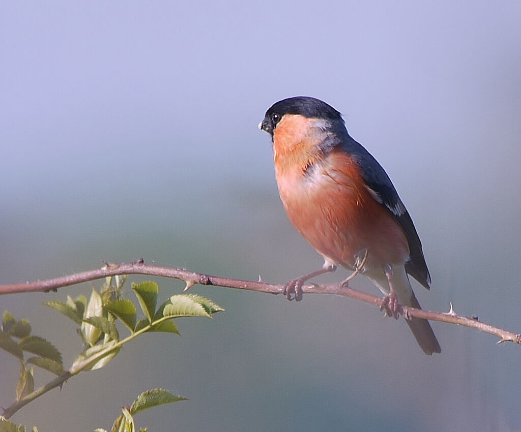 Eurasian Bullfinch male adult breeding, identification