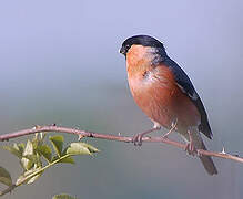 Eurasian Bullfinch