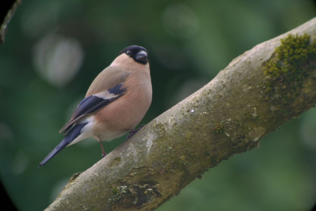 Eurasian Bullfinch female adult breeding, identification