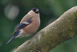 Eurasian Bullfinch