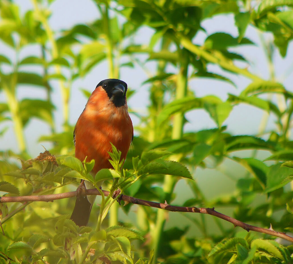 Eurasian Bullfinch male adult breeding, identification