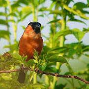 Eurasian Bullfinch