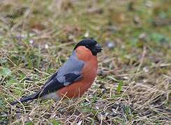 Eurasian Bullfinch