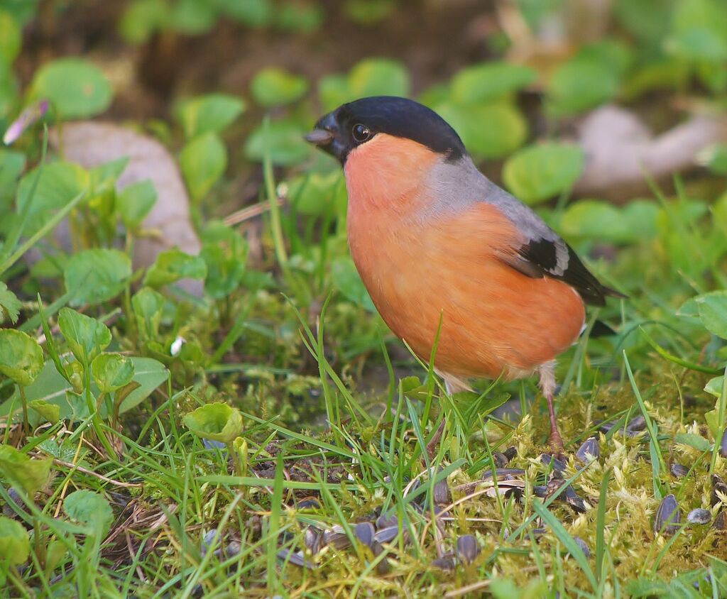 Eurasian Bullfinch male adult breeding, identification