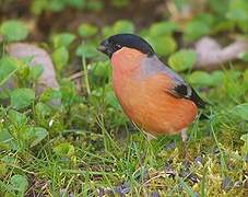 Eurasian Bullfinch