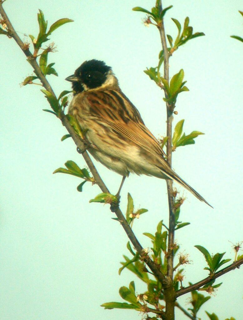 Bruant des roseaux mâle adulte nuptial, identification