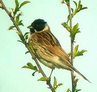 Common Reed Bunting