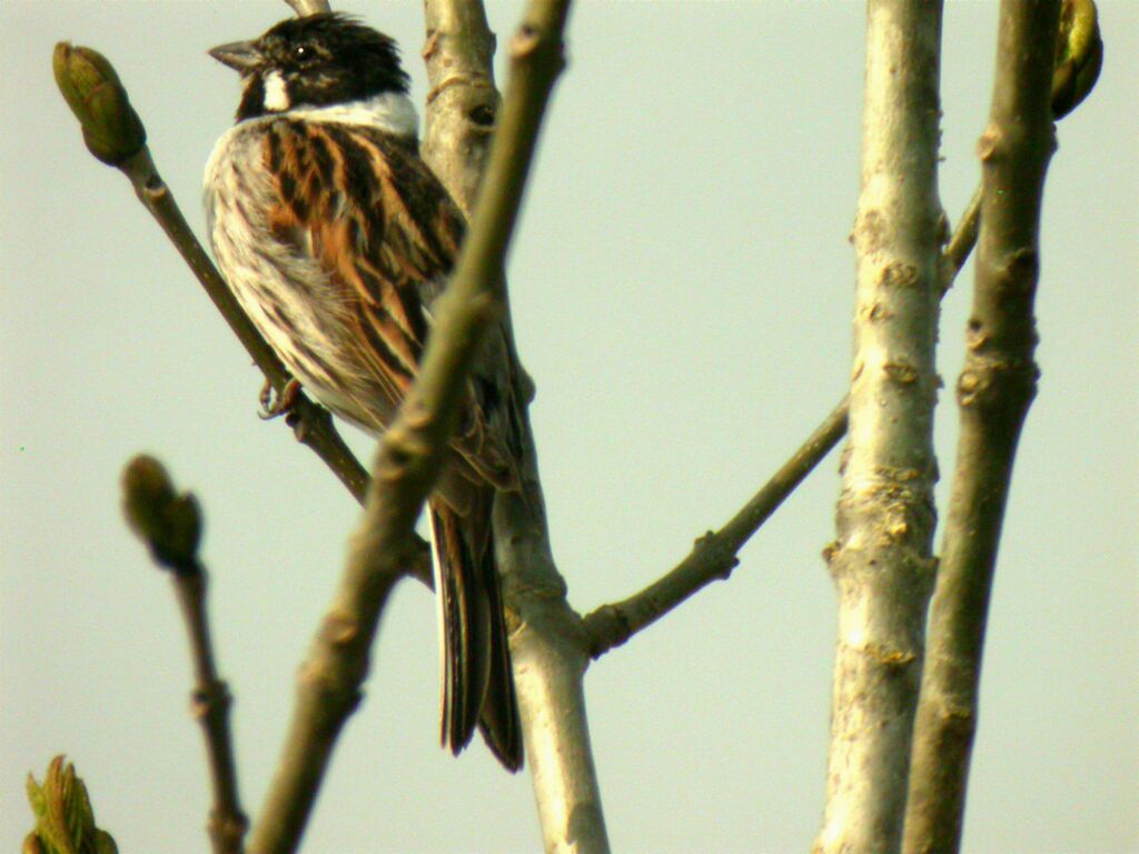 Common Reed Bunting