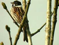 Common Reed Bunting