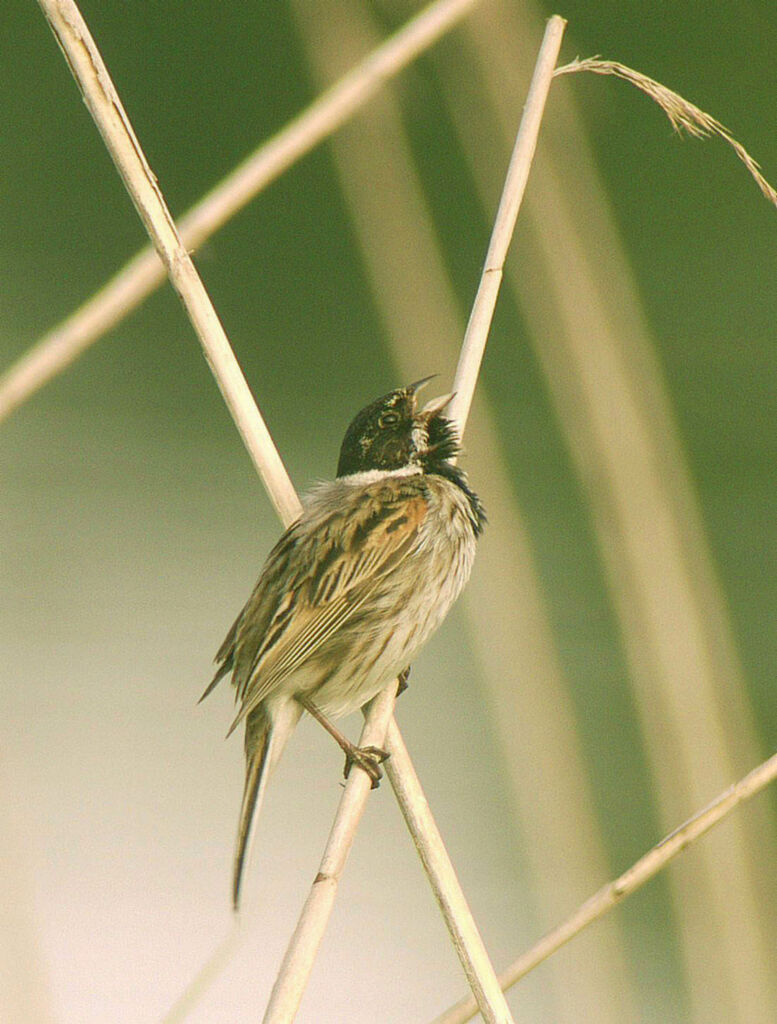 Bruant des roseaux mâle adulte nuptial, identification