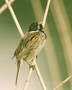 Common Reed Bunting