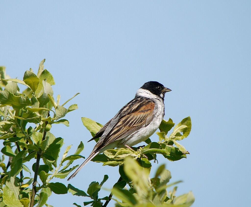 Common Reed Bunting male adult breeding, identification