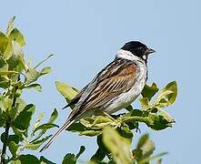 Common Reed Bunting