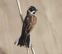 Common Reed Bunting