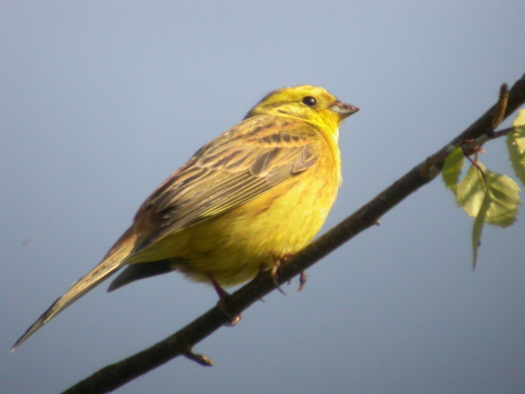 Bruant jaune