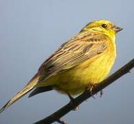 Yellowhammer