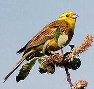 Yellowhammer