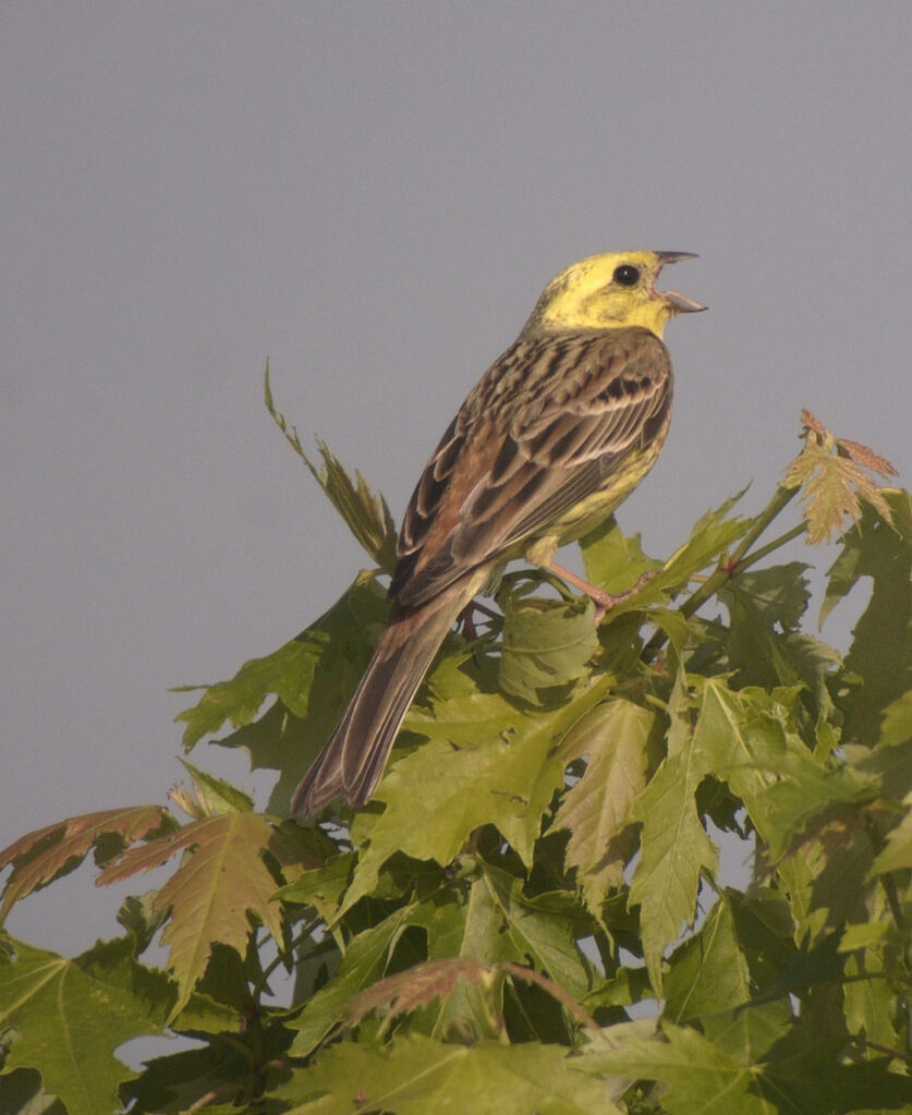 Bruant jaune mâle adulte nuptial, identification