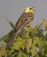 Bruant jaune