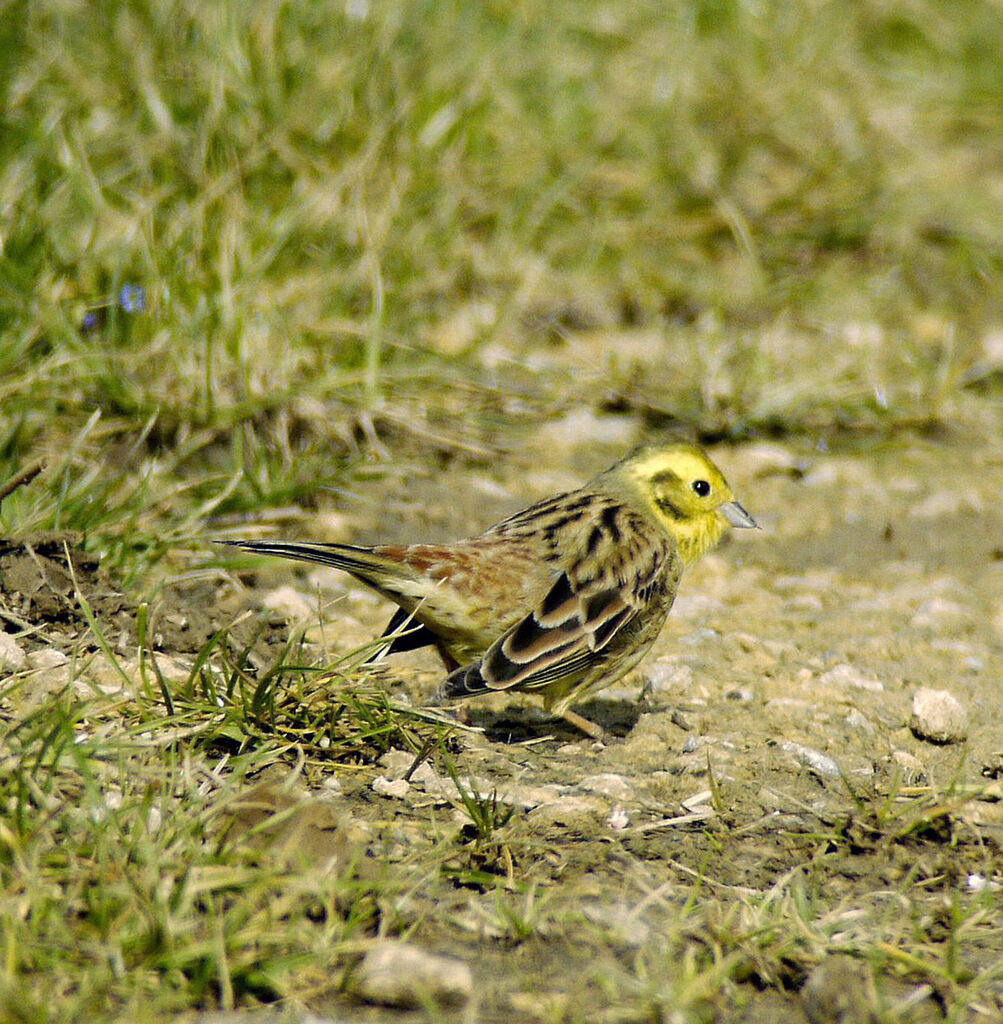 Yellowhammer male adult breeding, identification