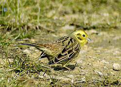 Yellowhammer