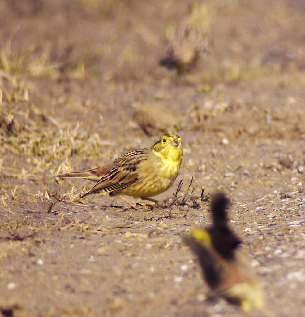 Bruant jaune mâle adulte nuptial, identification