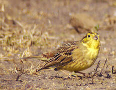 Bruant jaune