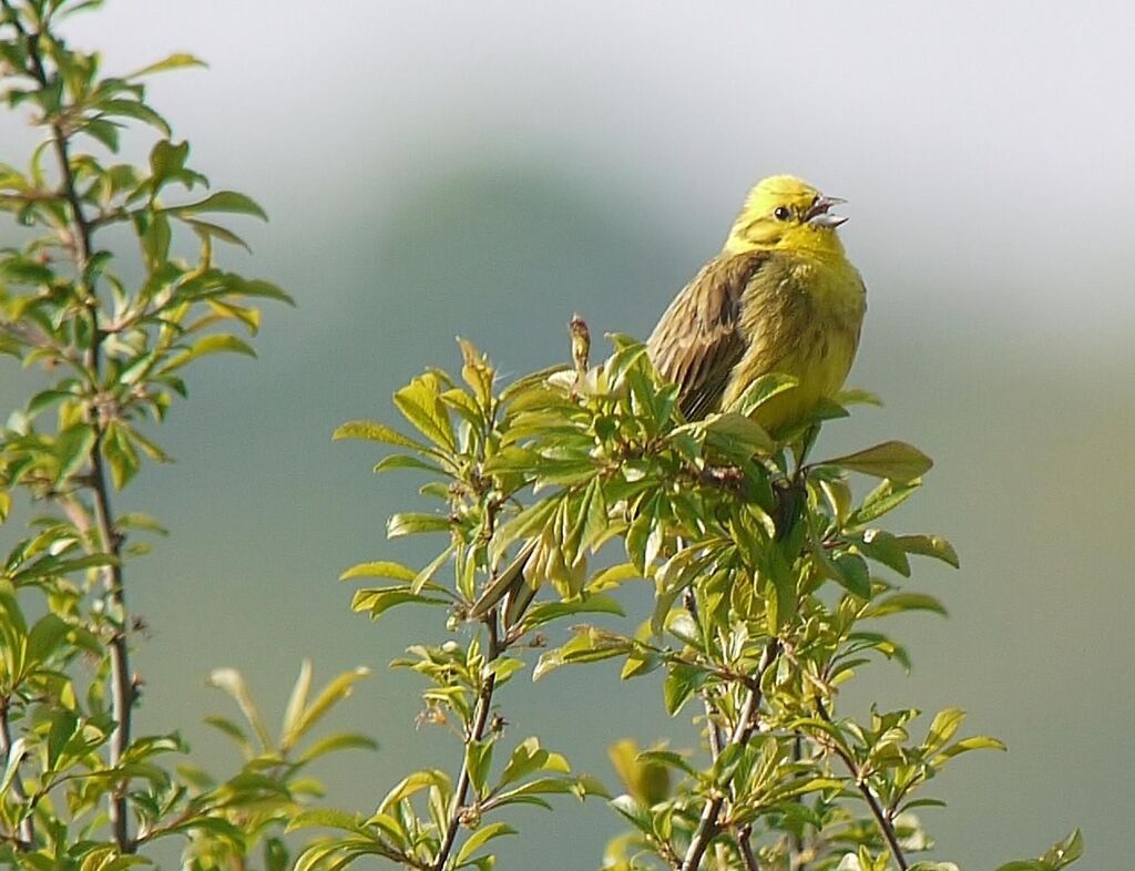 Bruant jaune mâle adulte nuptial, identification