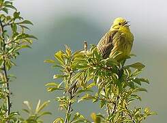 Yellowhammer