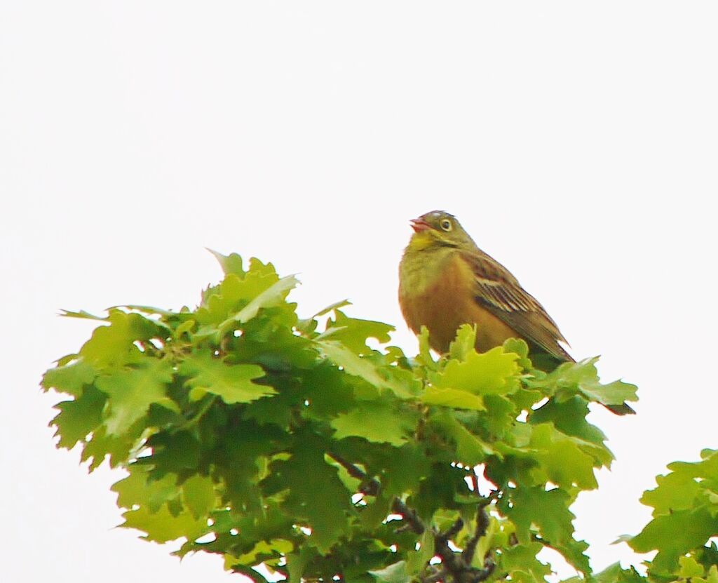 Bruant ortolan mâle adulte nuptial, identification