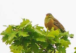 Ortolan Bunting