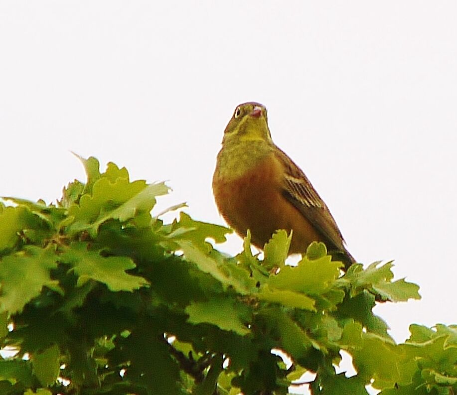 Ortolan Bunting male adult breeding, identification