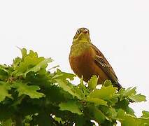 Ortolan Bunting