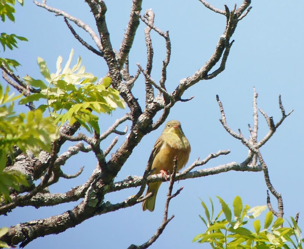 Ortolan Bunting male adult breeding, identification