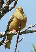 Ortolan Bunting