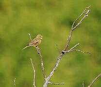 Ortolan Bunting