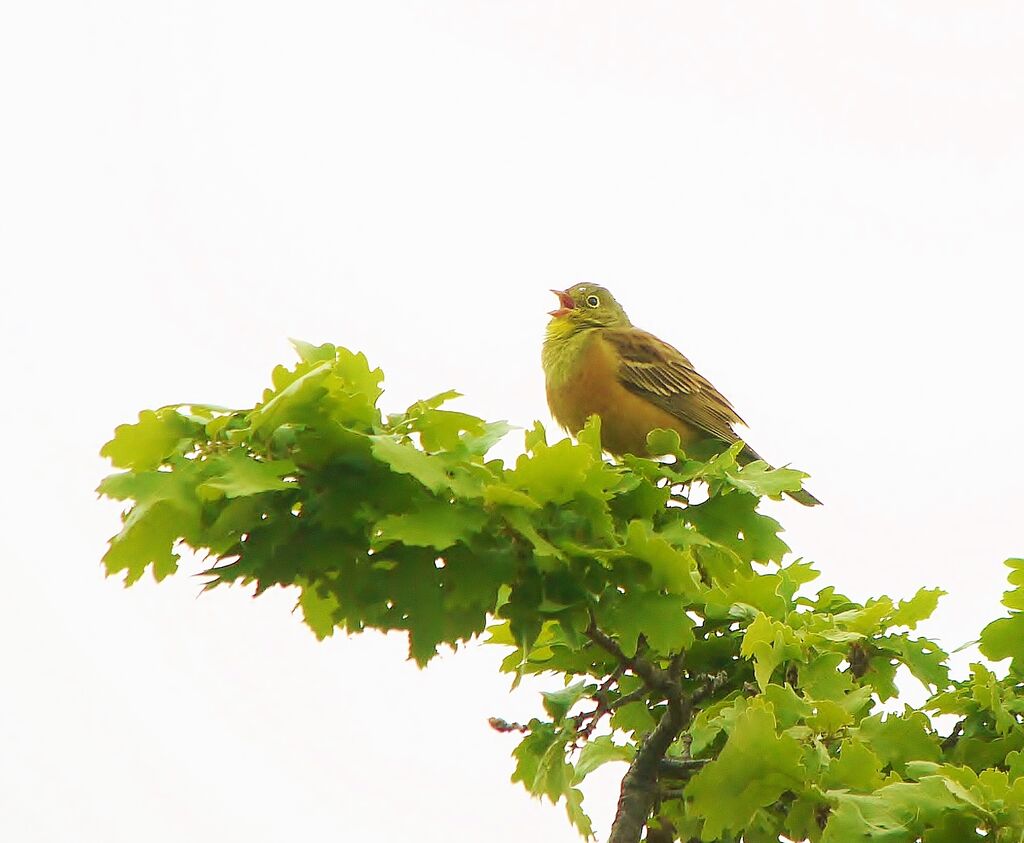 Ortolan Bunting adult breeding