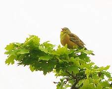 Ortolan Bunting