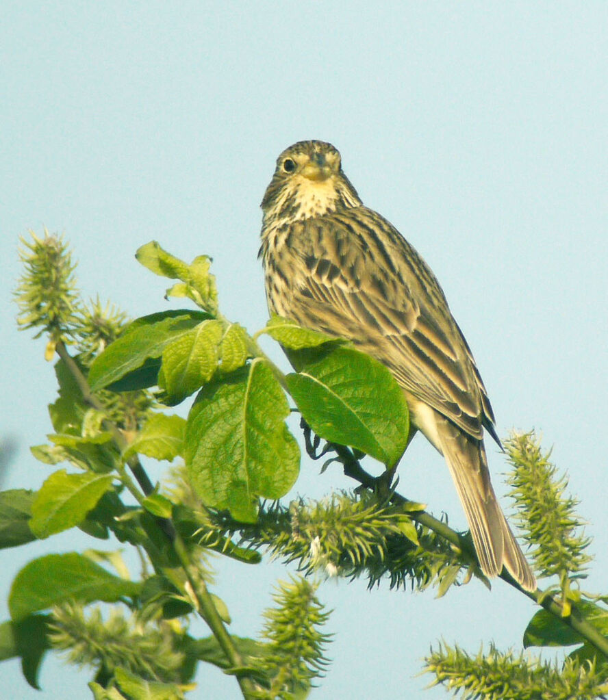 Corn Bunting male adult breeding, identification