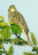 Corn Bunting